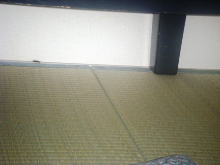 gokiburi2.jpg