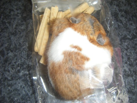 ham2.jpg