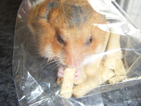 ham4.jpg