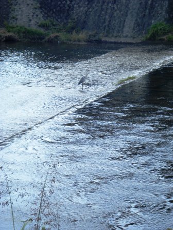 kawa4.jpg