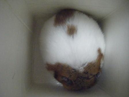 marumaru.jpg