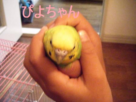 piyo1.jpg