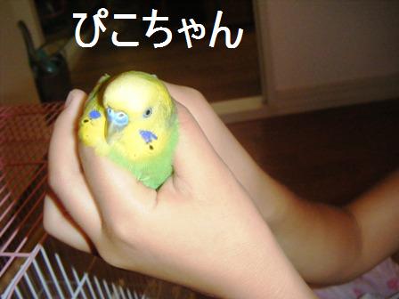 piyo2.jpg